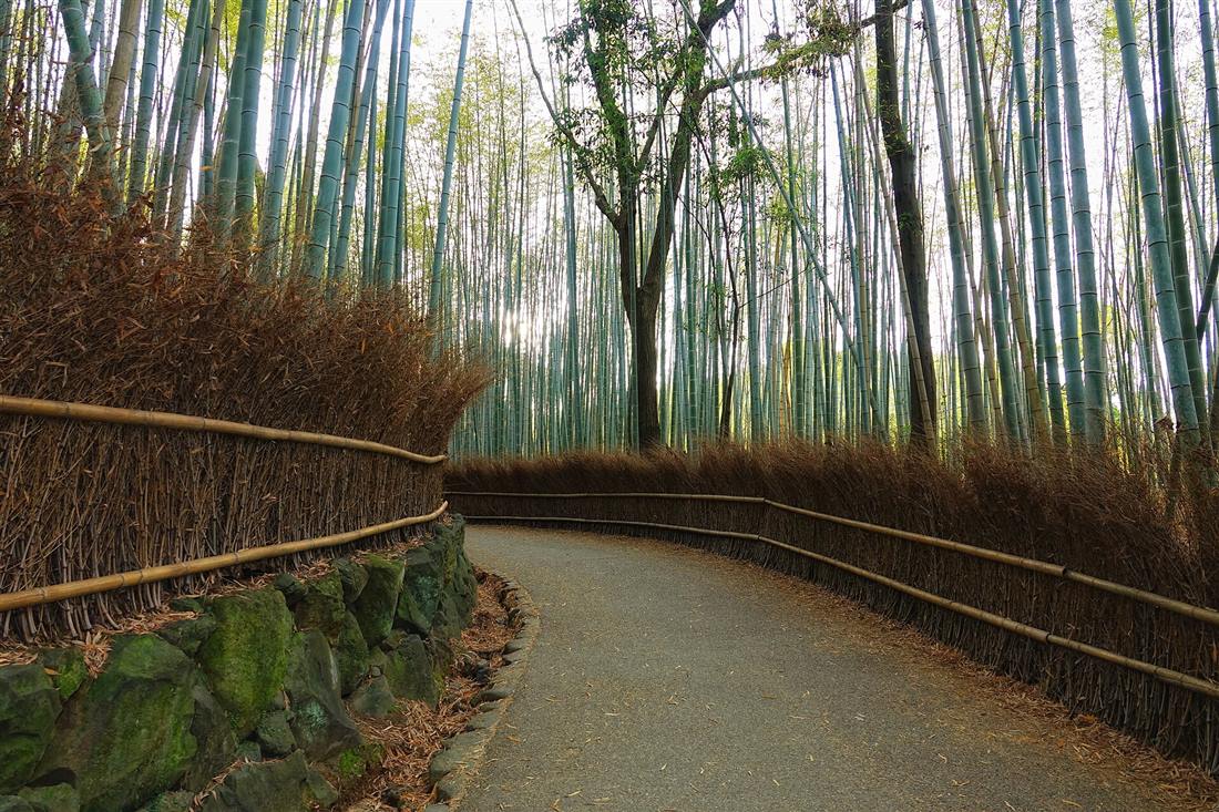 岚山竹林，街景参考，不是客户成片